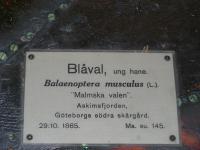 BlÃ¥val fÃ¶rklaring