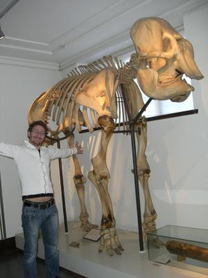 Elefantskellett