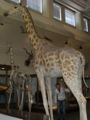 Giraff
